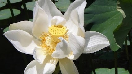 Sophrologie et relaxation avec Amélia, Praticien de Médecine Alternative à Saint-Laurent-sur-Gorre