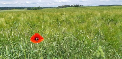 Barbara THOMAS, Hypnothérapeute à Moret-Loing-et-Orvanne