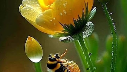 Véronique Cortes, Praticien de Médecine Alternative à Bonson