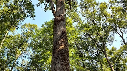 De Parseval Alix, Réflexologue à Clermont-Ferrand