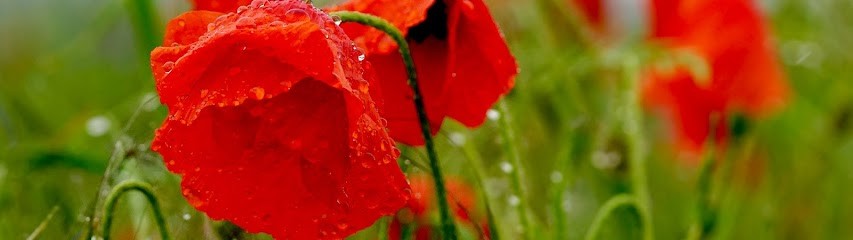 Virginie Dessalles, Réflexologue à Lamanon