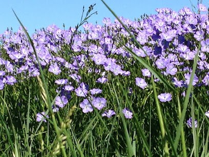 Cabinet De Réflexologie, Emmanuelle Lento, Réflexologue à Busque
