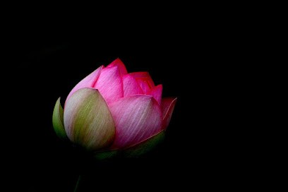 Karine MOGLIACCI: Réflexologie plantaire, naturopathie et conseil en fleurs de Bach, Réflexologue à Grasse