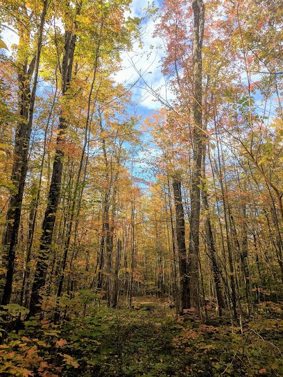 Frantz Micault, Praticien de Médecine Alternative à Dinard