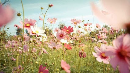 SOPHIE POLENNE, Praticien de Médecine Alternative à Sernhac