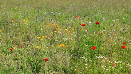 Catherine Herbé, Hypnothérapeute à Neufmaisons
