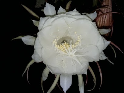 Délio Magnétiseur Guerisseur, Praticien de Médecine Alternative à Toulon