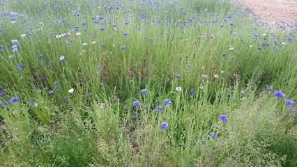 Delphine Lopes Sophrologie Hypnosis Bilan De Compétences Orientaction Cambrai, Praticien de Médecine Alternative à Rumilly-en-Cambrésis