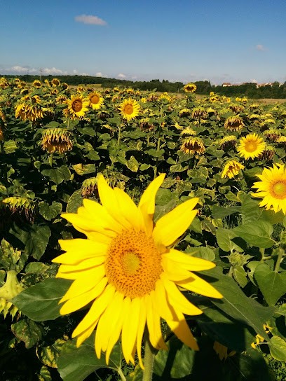 Cornuez Costa Peggy, Praticien de Médecine Alternative à Mont-Bonvillers