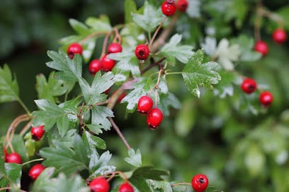 Marjorie MIQUEL Naturopathe Herboriste, Praticien de Médecine Alternative à Limoux