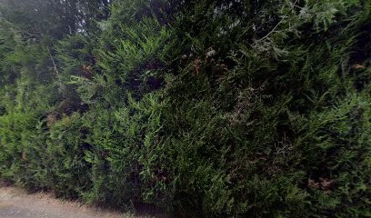 Julie Adam, Hypnothérapeute à La Tessoualle