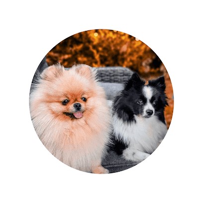 Natura4Pattes - Naturopathie Animalière, Praticien de Médecine Alternative à Chèvremont