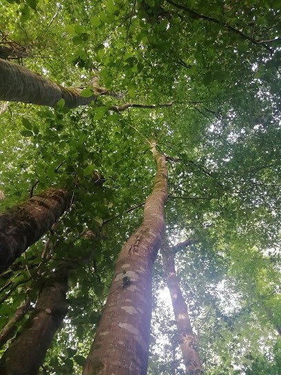 Bain de forêt - Sylvothérapie - Shinrin Yoku - près de saintes 17, Praticien de Médecine Alternative à Saintes