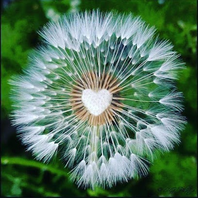 Les Cles De Lisbeth, Praticien de Médecine Alternative à Peyriac-de-Mer