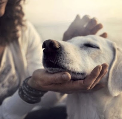 Brigitte Manka Allen - Communication Animalière, Praticien de Médecine Alternative à La Martre