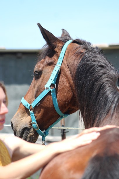 Shiatsu Mélanie - Praticienne en Shiatsu équin canin bovin humain -, Praticien de Médecine Alternative à Morhange
