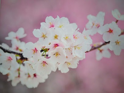 Lucile Bonnel Énergéticienne - Sophrologie, Chant Intuitif Et Soins Vibratoires, Praticien de Médecine Alternative à Meyzieu