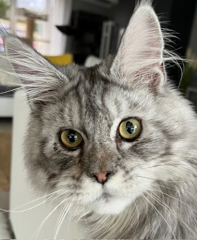 Estelle Verhague, Praticien de Médecine Alternative au Gué-de-Velluire