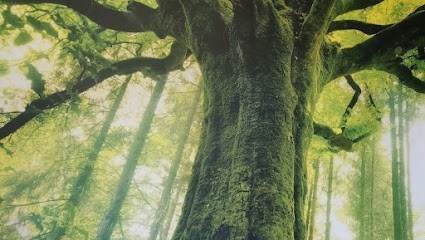 Stéphanie COULON - Praticien en énergétique traditionnelle chinoise, Praticien de Médecine Alternative à Besançon