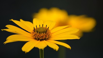 Alexandra Bourguignon ALEJ, Praticien de Médecine Alternative à Caen