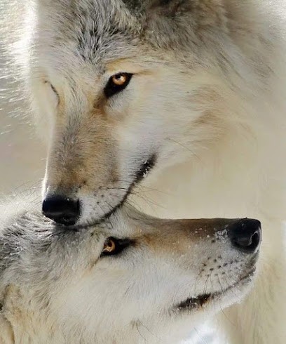 Christine Marcellini-Lahaye, Chamane, Soins Chamaniques/stages/ateliers/formations, Praticien de Médecine Alternative à Eaunes