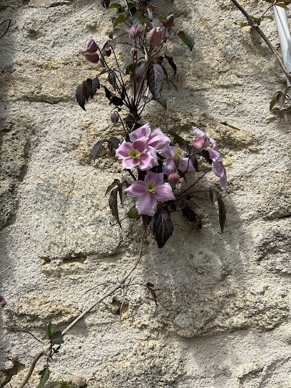Lola Planelles-Garcia - Naturopathe, Praticien de Médecine Alternative à La Chapelle-Baloue