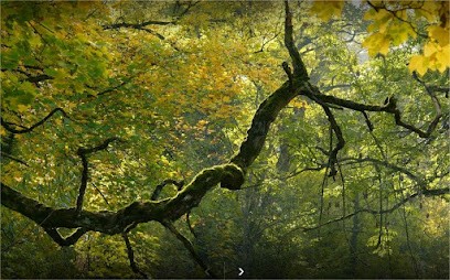 Kinésiologue Lille / Nord - Benjamine D'Evry, Praticien de Médecine Alternative à Villeneuve-d'Ascq
