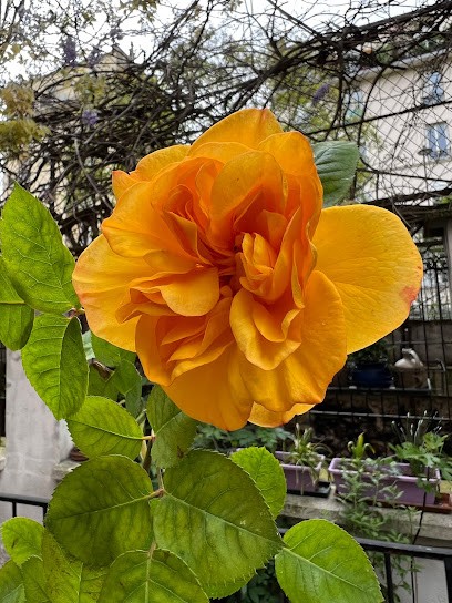 Massages Ayurvédiques, Réflexologue à Paris 12
