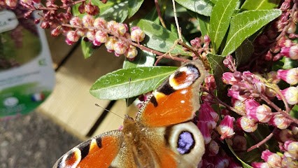 Le Huu Marianne, Praticien de Médecine Alternative à Saint-Père