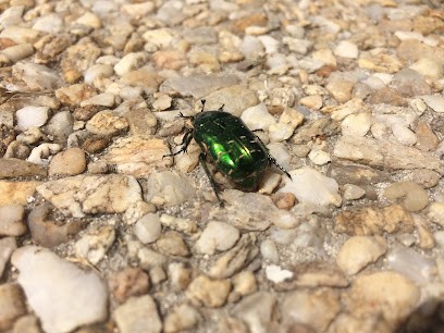 Céline LEGER - Thérapeute holistique - Praticienne de la Trame - Villeneuve-la-Comtesse, Praticien de Médecine Alternative à Villeneuve-la-Comtesse