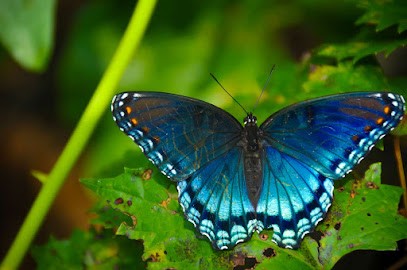 Hypnose et Sophrologie, Nerti - Dan Pinto - Montpellier, Hypnothérapeute à Montpellier