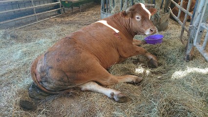 Delphine caschetto Magnétiseuse, Praticien de Médecine Alternative à Pradelles-Cabardès