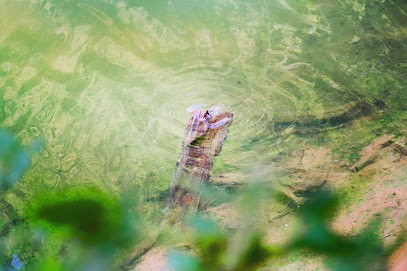 Anabel Kieffer Naturopathe Reims, Praticien de Médecine Alternative à Champigny