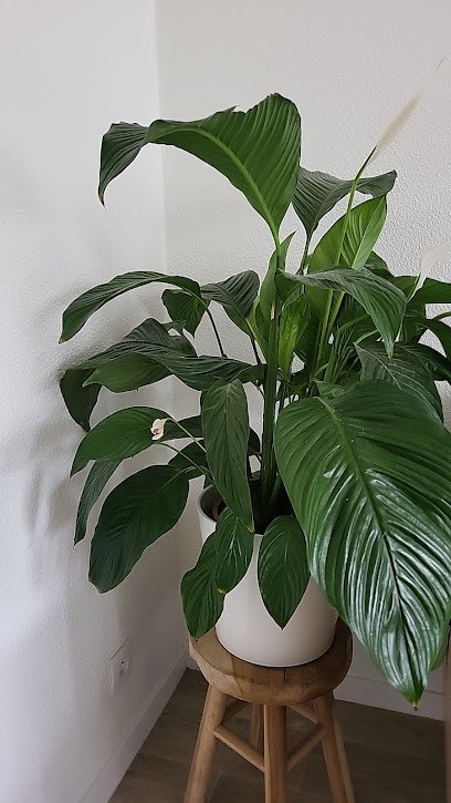 Issaeva Sarah Naturopathe Masseuse Energéticienne Cluses, Praticien de Médecine Alternative à Cluses