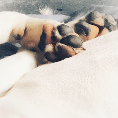 Anne | Magnétisme Animal | Fouesnant, Praticien de Médecine Alternative à Fouesnant