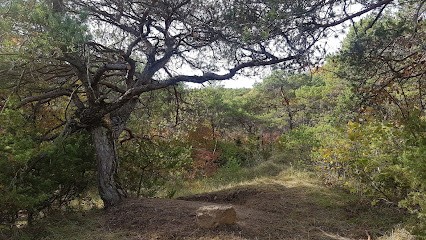 Un Coin De Notre Terre - Naturôcoeur (Diètes Naturopathiques, Retraites Spirituelles En Nature, Quêtes De Vision, Médecine Amazonienne)), Praticien de Médecine Alternative à Pontaix