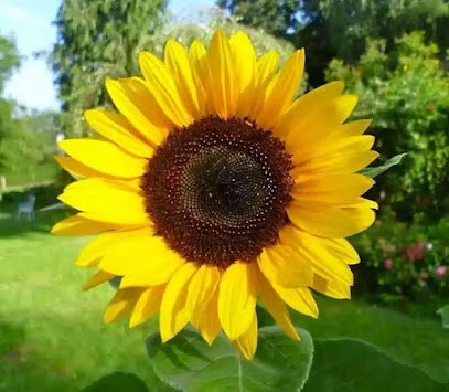 De Loeper Shiatsu Thérapeutique, Praticien de Médecine Alternative à Saint-Cyr-l'École