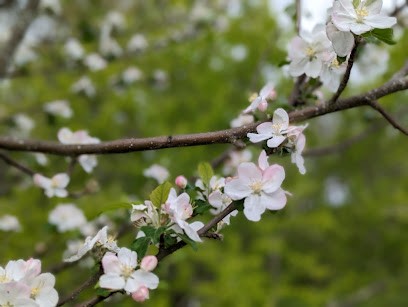 Nature'Em / Emilie Le Vaillant, Praticien de Médecine Alternative à Vaïssac