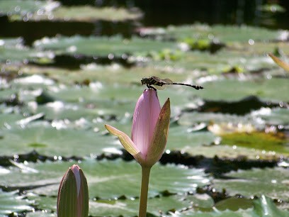 Mathilde Lagrut- Naturopathe, Reflexologue, Massages bien-être- MORESTEL, Praticien de Médecine Alternative à Morestel