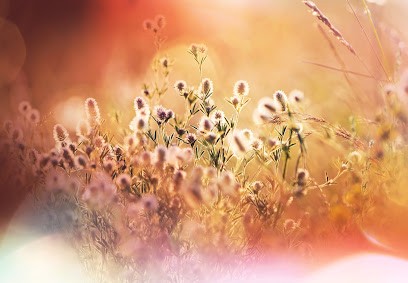 Arbor & Sens, Réflexologue à Mégevette