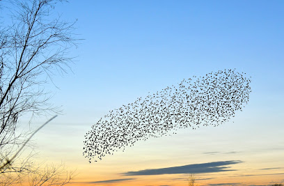 Sophrologue, Cabinet De Sophrologie Murmurations, Praticien De Médecine Alternative à Grenoble