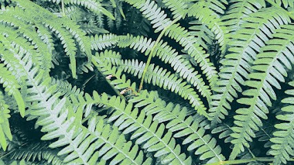 Éveil Naturo, Praticien de Médecine Alternative à Zonza