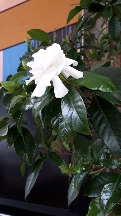 GARDENIA SHIATSU, Praticien de Médecine Alternative à La Bâtie-Montgascon