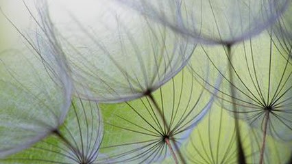 Naturopathe, Praticien de Médecine Alternative à Ondes