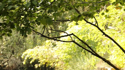 Magnétiseur, Coupeur - Barreur De Feu, Mees Dax RENAUD Pierre-Olivier, Praticien de Médecine Alternative à Mées