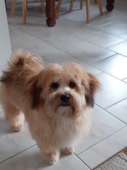 Naturopathe Animalier Florence Masselot, Spécialiste Chiens, Chats Et Chevaux, Praticien de Médecine Alternative à Houplines