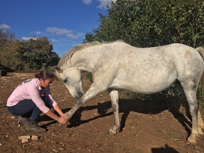 Les Crins D'Harmonie - Virginie Varagne - Shiatsu Equin, Humain Et Canin, Praticien de Médecine Alternative à Saint-André-de-Bâgé