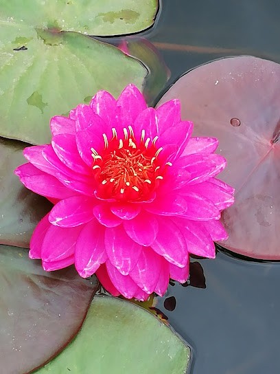 So Shiatsu Do, Praticien de Médecine Alternative à Pamiers