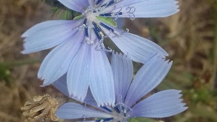 Leonardi Claire, Praticien de Médecine Alternative à Quissac