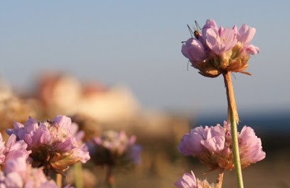 La Vie Nature, Praticien de Médecine Alternative à Mont-Bernanchon
